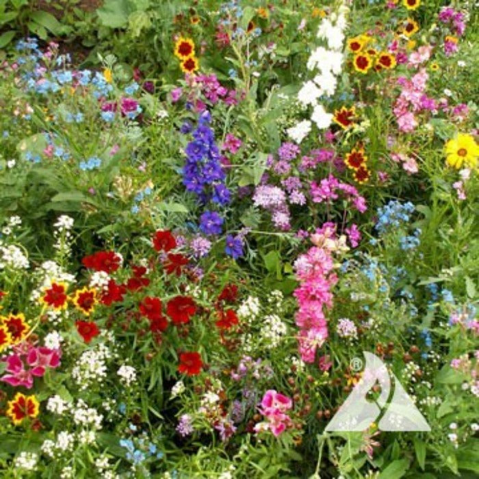 Annuals for Sun Mix: Vibrant, colorful mix of sun-loving flowers for a stunning garden display.
