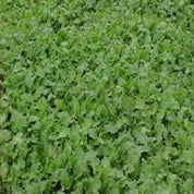 Spring Cropper Cover Crop Mix: lush green foliage, ideal for soil improvement and erosion control.
