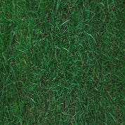 MasterGreen Bluegrass Blend seed mix: lush, deep green grass for a vibrant lawn.
