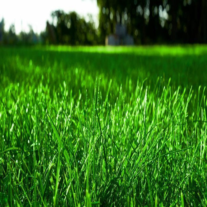 Ph.D World Cup/F3000 Perennial Ryegrass Mix: lush, vibrant green grass seed for a dense, healthy lawn.
