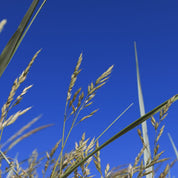 Low-growing native grass seed heads against a vibrant blue sky.
