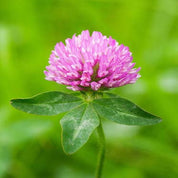 Pink clover blossom with green leaves against a blurred green background
