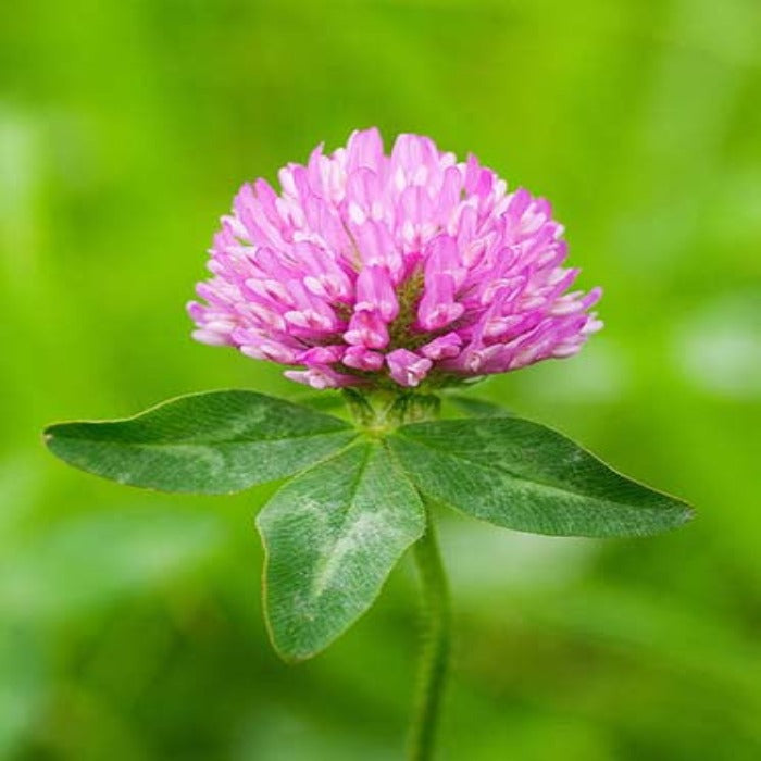 Pink clover blossom with green leaves against a blurred green background
