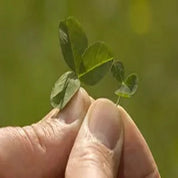 Close-up of a hand holding young clover sprouts, showcasing vibrant green leaves against a blurred natural background.
