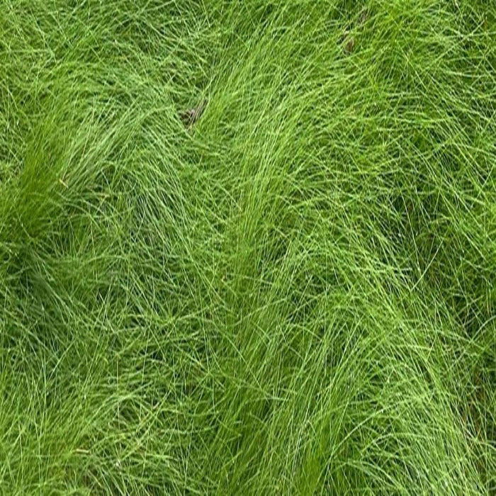 Chantilly Creeping Red Fescue grass seed: vibrant green, fine textured blades for lush lawns.
