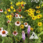 Vibrant native wildflowers in a garden setting, showcasing diverse colors and textures.
