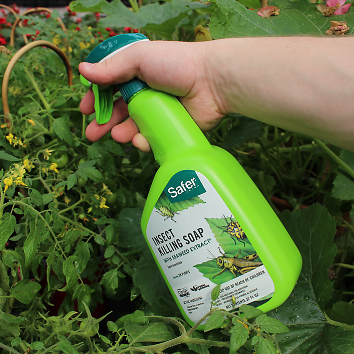Ready-to-use insect killing soap being sprayed on plants; seaweed extract.
