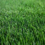 Close-up of lush, vibrant green grass seed.
