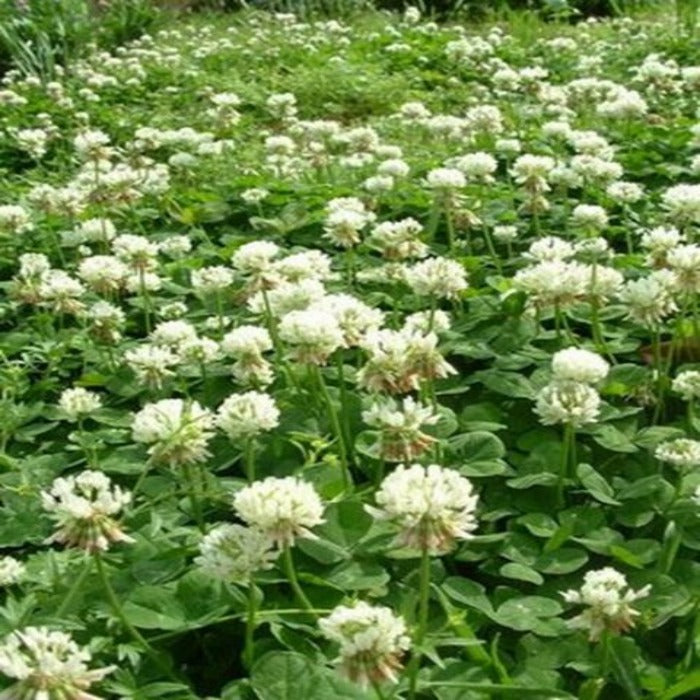 Dense field of white clover blossoms in full bloom.
