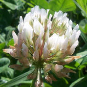 Rivendell White Clover Coated seeds: Close-up of a single, round, white flower head.
