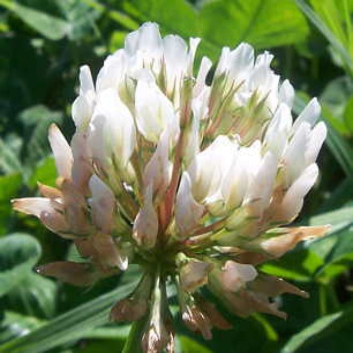 Rivendell White Clover Coated seeds: Close-up of a single, round, white flower head.
